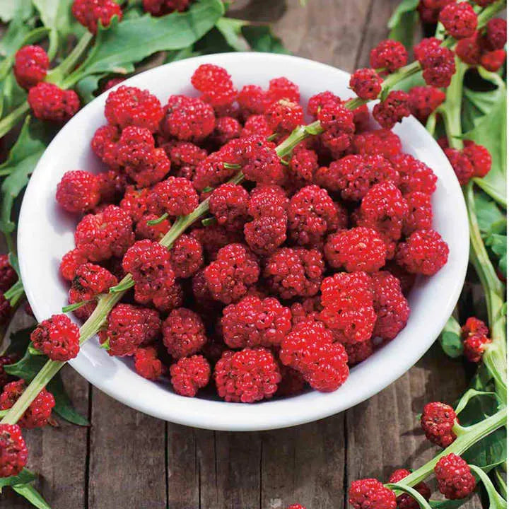 Strawberry Sticks Seeds