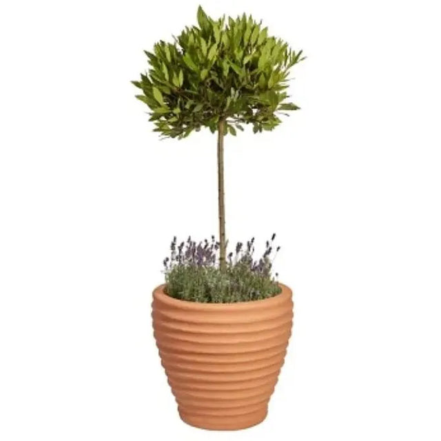 Moy Moroccan Planter Terracotta