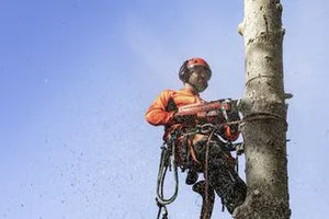 Husqvarna 545 Mark II Chainsaw